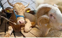  2026 kurban fiyatları belli oldu