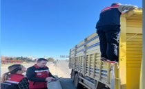 İpsala'da hayvan nakillerine sıkı denetim